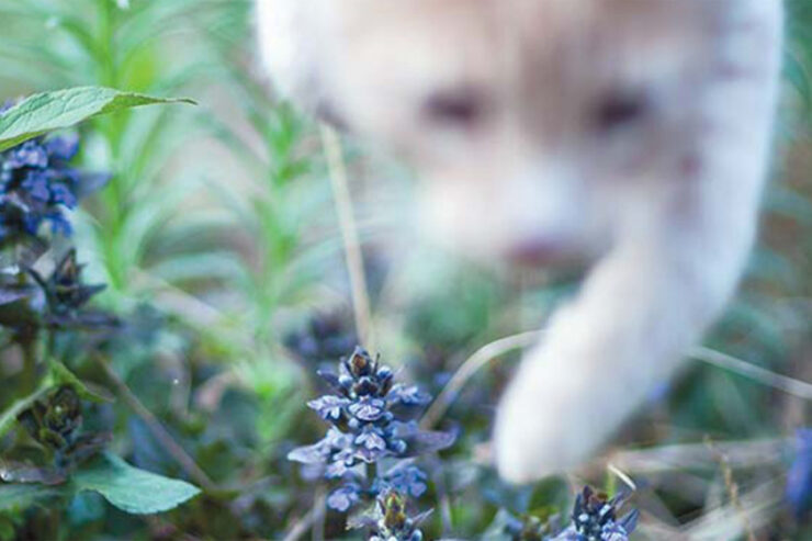 cat walking through field of anise hyssop