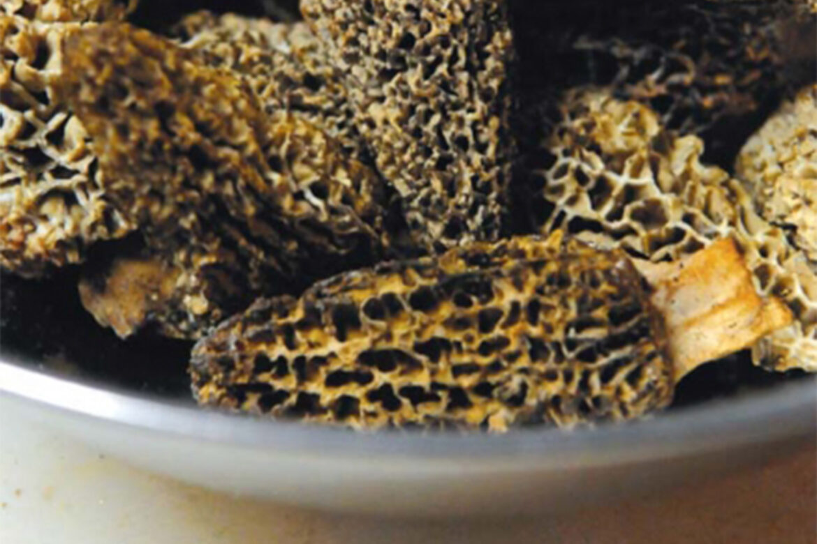 dried morel mushrooms in metal bowl