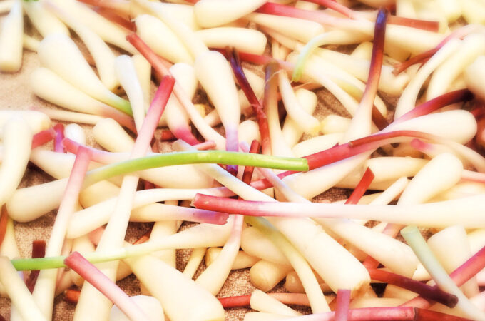 a close-up of recently foraged ramps
