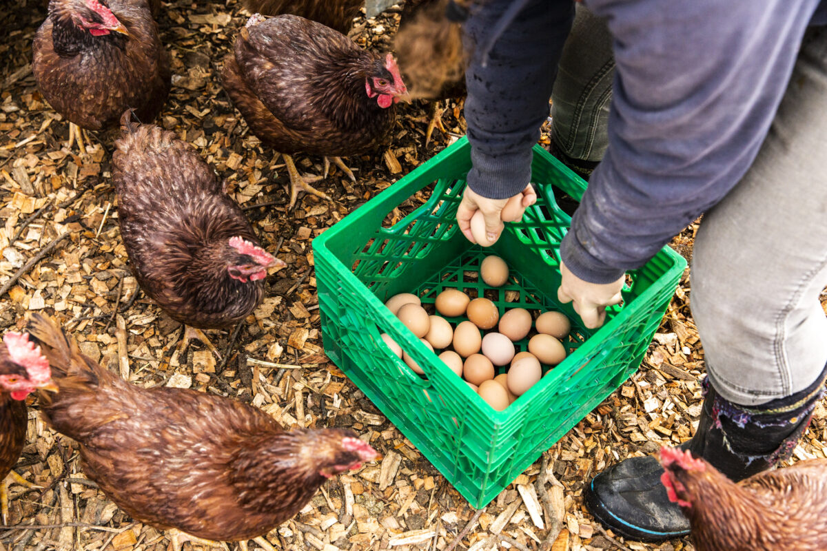 collecting farm fresh eggs