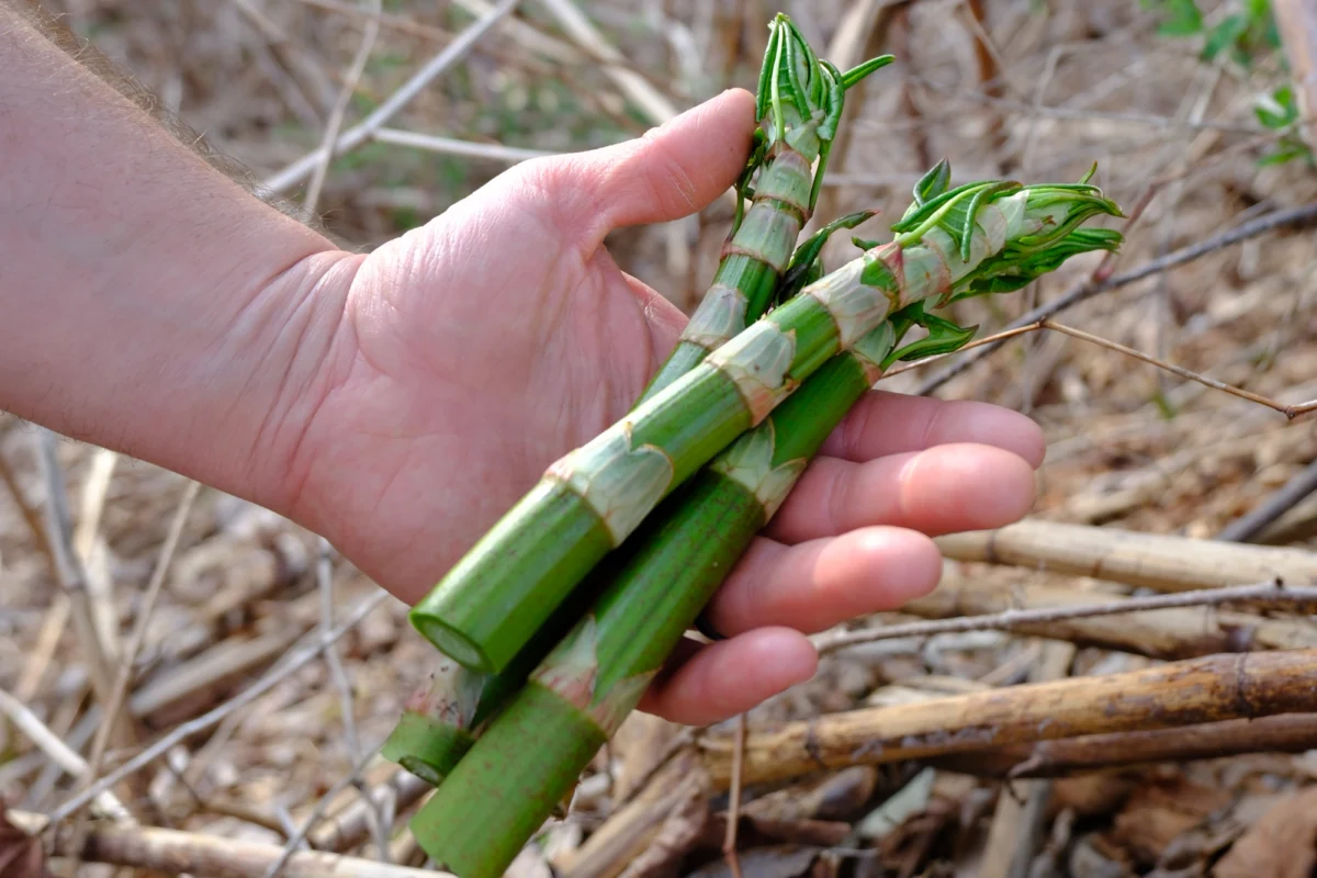 a hand holding stalks of Japanese knotweed against a brown woody background